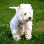 Principiile de baza ale antrenamentului West Highland White Terrier, diamantul regal de vest