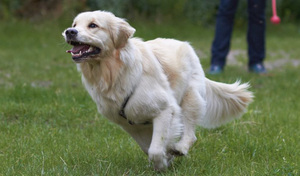 Jellemzői a fenntartó a golden retriever fajta leírása és jellege a szabályokat az ellátás kutyák