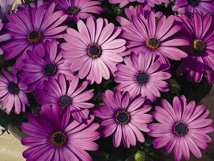 Osteospermum jellemzői a termesztés vetőmagok és gondozás