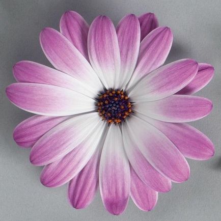 Osteospermum jellemzői a termesztés vetőmagok és gondozás