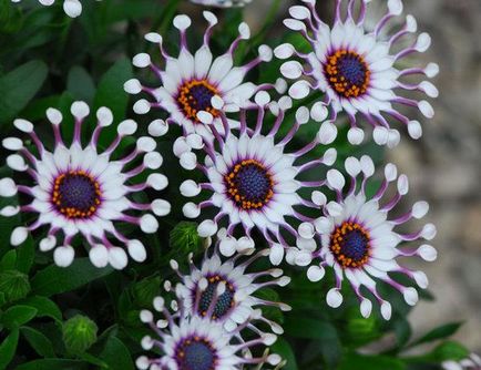 Osteospermum jellemzői a termesztés vetőmagok és gondozás