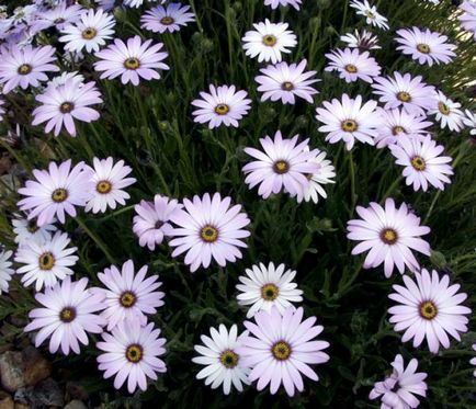 Osteospermum jellemzői a termesztés vetőmagok és gondozás