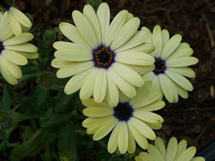 Osteospermum jellemzői a termesztés vetőmagok és gondozás