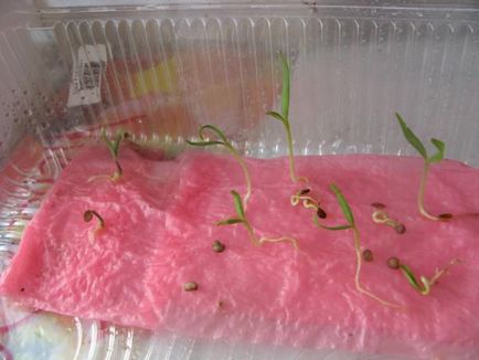 Osteospermum jellemzői a termesztés vetőmagok és gondozás