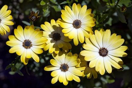 Osteospermum jellemzői a termesztés vetőmagok és gondozás