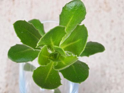 Osteospermum - ültetés és gondozás, fotó, növény kert