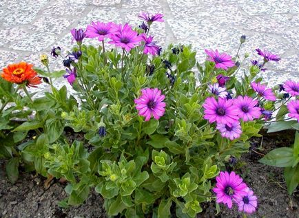 Osteospermum - ültetés és gondozás, fotó, növény kert