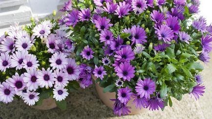 Osteospermum - plantare și îngrijire, fotografie, plantarea unei grădini