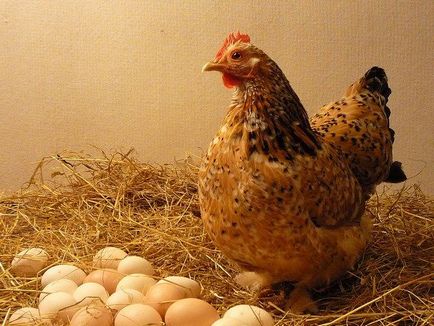 Звідки виходять у курки яйця