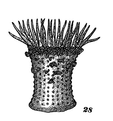 Загін актинії - actiniaria 1976 - тварини і рослини затоки Петра великого