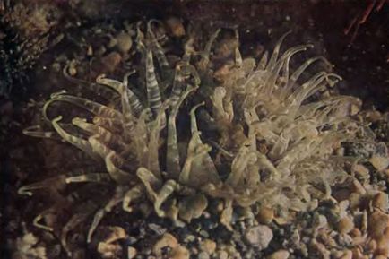 Загін актинії - actiniaria 1976 - тварини і рослини затоки Петра великого