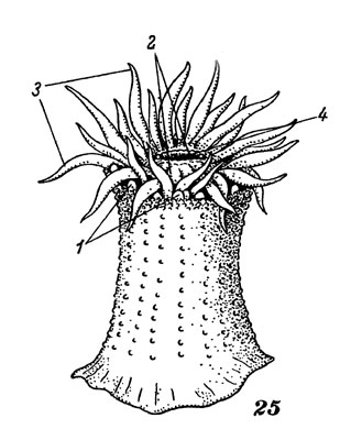 Загін актинії - actiniaria 1976 - тварини і рослини затоки Петра великого