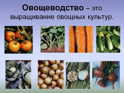 Овочівництво - це вирощування овочевих культур - презентація 5480-6