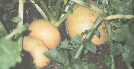 Descrierea legumelor de struguri cu fotografie - furaj de struguri