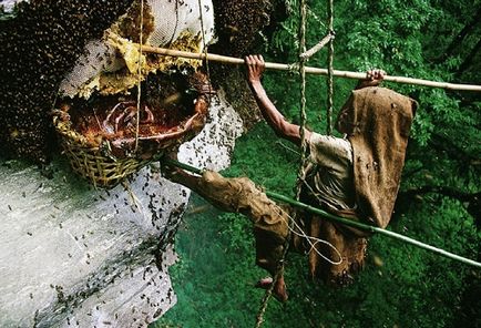 Vânătorii de miere de albine sălbatice