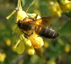 Méz vadász a vadon élő méhek