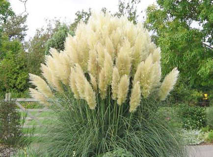 Pampas fű vagy Cortaderia - ültetés, tenyésztés, gondoskodó és érdekességeket vkusnodarka