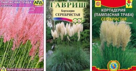 Pampas fű vagy Cortaderia - ültetés, tenyésztés, gondoskodó és érdekességeket vkusnodarka