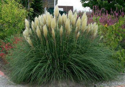 Pampas fű vagy Cortaderia - ültetés, tenyésztés, gondoskodó és érdekességeket vkusnodarka