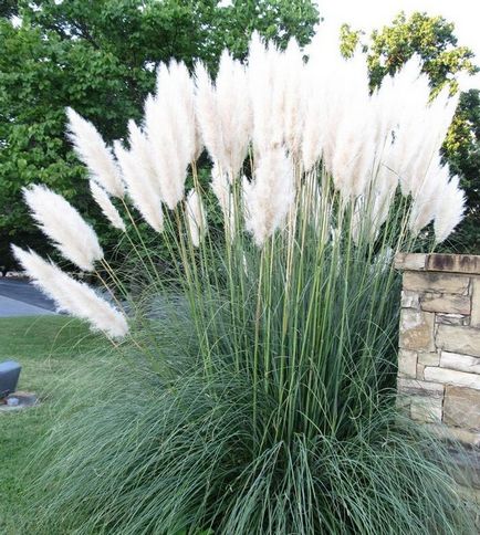 Pampas fű vagy Cortaderia - ültetés, tenyésztés, gondoskodó és érdekességeket vkusnodarka