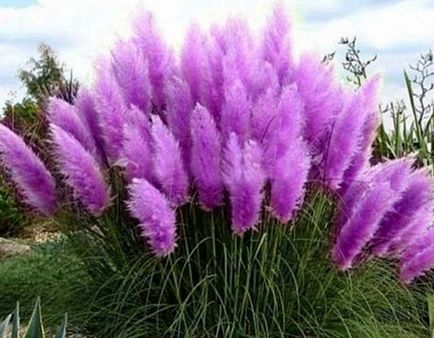 Pampas iarbă sau cortaderia - plantare, reproducere, îngrijire și fapte interesante, pește gustos