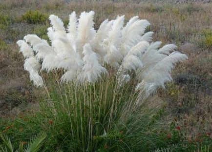 Pampas iarbă sau cortaderia - plantare, reproducere, îngrijire și fapte interesante, pește gustos