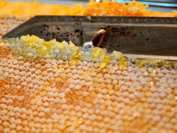 Бджолиний забрус - застосування продукту бджільництва
