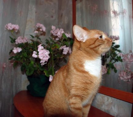 Pelargonium különös gondossággal és tenyésztés az otthoni (különösen) Pelargonium főleg az otthoni gondozás és tenyésztési