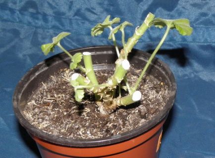 Pelargonium különös gondossággal és tenyésztés az otthoni (reprodukció) Pelargonium főleg az otthoni gondozás és tenyésztési