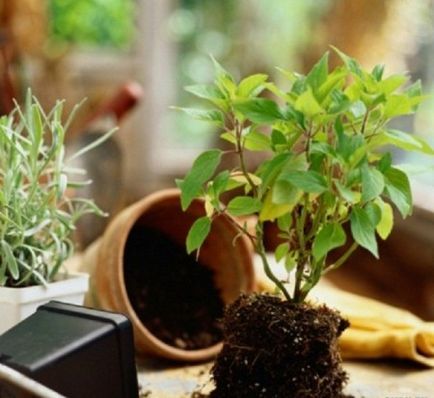 Pelargonium különösen az otthoni gondozás és tenyésztési feltételek (belföldi) Pelargonium főleg az otthoni gondozás és tenyésztési