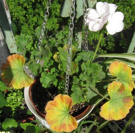 Pelargonium különös gondossággal és tenyésztés az otthoni (különösen) Pelargonium főleg az otthoni gondozás és tenyésztési