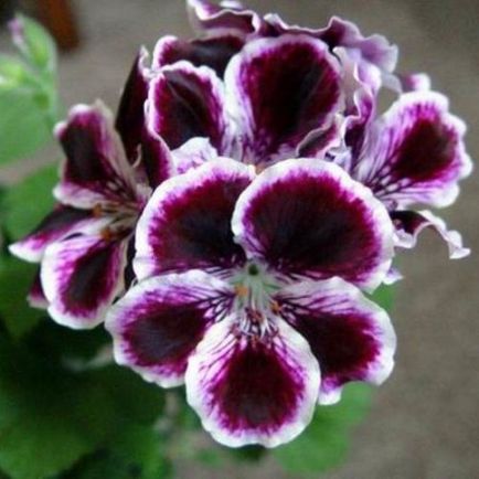 Pelargonium különösen az otthoni gondozás és tenyésztési feltételek (belföldi) Pelargonium főleg az otthoni gondozás és tenyésztési