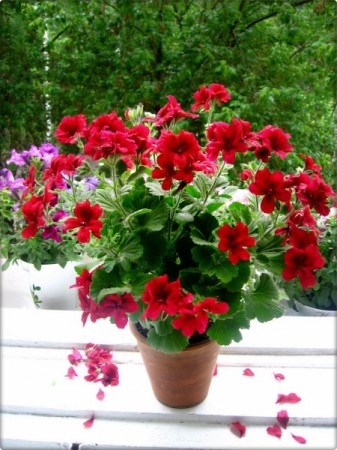 Pelargonium különös gondossággal és tenyésztés az otthoni (reprodukció) Pelargonium főleg az otthoni gondozás és tenyésztési