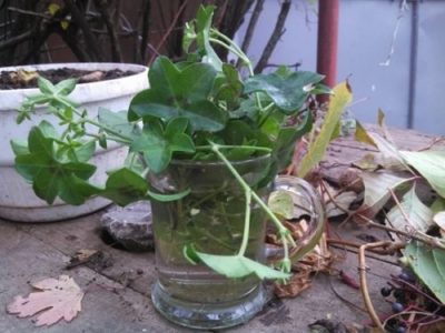 Pelargonium ivylus, îngrijire ampel și reproducere acasă