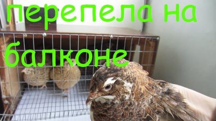 Fürj, erkéllyel és erkély (erkély) Fürj az erkélyen és a loggia