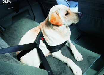 Transportul câinilor în mașină