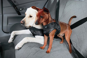 Transportul câinilor în mașină