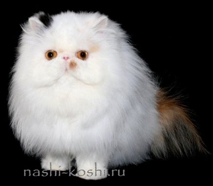 Perzsa macska (perzsa) - macskák, cicák, fotók, minden a macskák