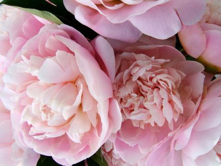Bujori - flori și tufișuri, fotografii de bujori roz și alb