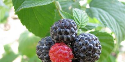 Tufișuri de fructe și fructe de pădure - soiuri, plantare, cultivare, îngrijire și reproducere