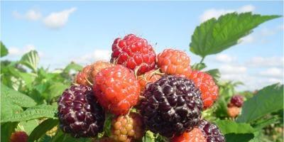 Tufișuri de fructe și fructe de pădure - soiuri, plantare, cultivare, îngrijire și reproducere