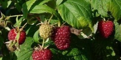 Gyümölcs és bogyós bokrok - fajták, ültetés, termesztés, gondozás és szaporítása