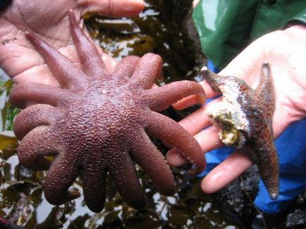 Чому губки вважаються санітарами водойм