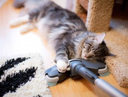 Чому кішки бояться пилососа, і як подружити їх з побутовим приладом catstock