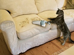 Miért macskák félnek a porszívó, és hogyan kell barátkozni az otthoni készülék catstock