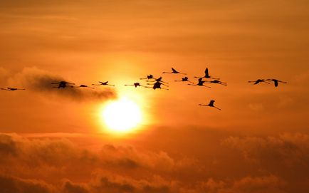 De ce păsările migrează? De ce păsările se adună în turme?