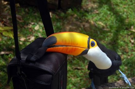 Aproape ca o jucărie - toucan - 12 poze - poze - photo world of nature