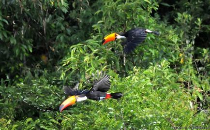 Aproape ca o jucărie - toucan - 12 poze - poze - photo world of nature