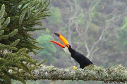 Aproape ca o jucărie - toucan - 12 poze - poze - photo world of nature