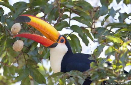 Aproape ca o jucărie - toucan - 12 poze - poze - photo world of nature